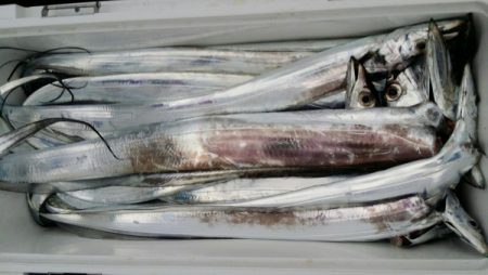 オーフリー 釣果