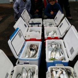 オーフリー 釣果