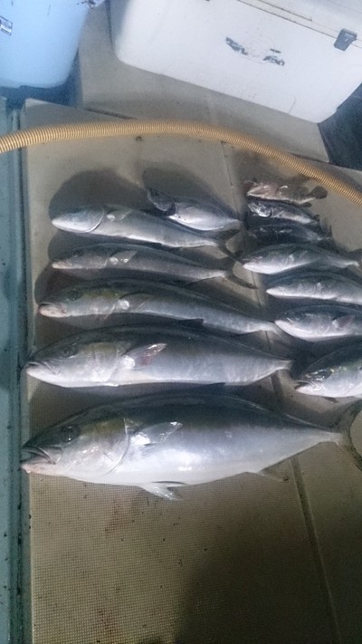 旭星釣りセンター 釣果