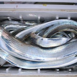 松本釣船２ 釣果