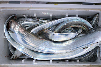 松本釣船２ 釣果