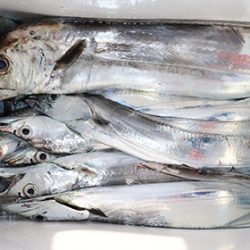 松本釣船２ 釣果