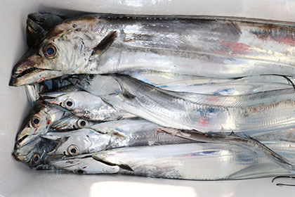 松本釣船２ 釣果