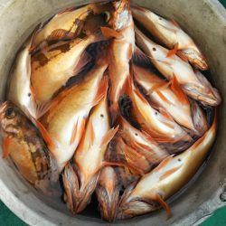 モンロー号 釣果