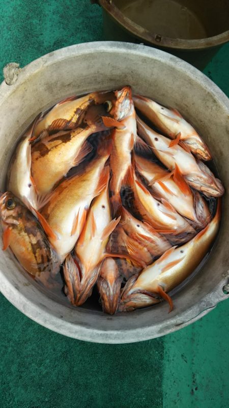 モンロー号 釣果