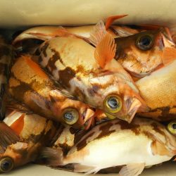 モンロー号 釣果