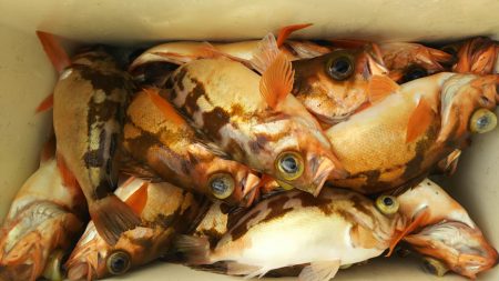 モンロー号 釣果