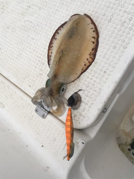 マタウマリンサービス 釣果