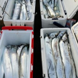 オーフリー 釣果