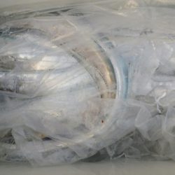 オーフリー 釣果