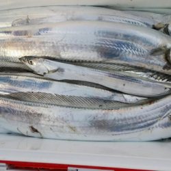 オーフリー 釣果