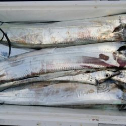 オーフリー 釣果