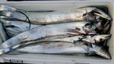 オーフリー 釣果