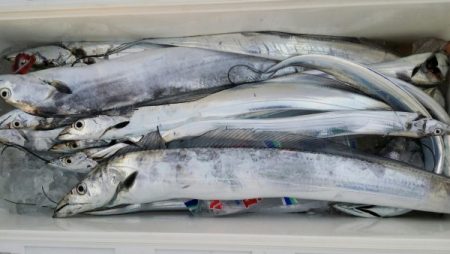 オーフリー 釣果