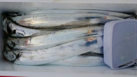 オーフリー 釣果