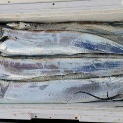 オーフリー 釣果