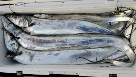 オーフリー 釣果