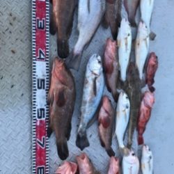 秀丸 釣果