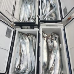 秀丸 釣果