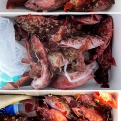 来温丸(らいおんまる) 釣果