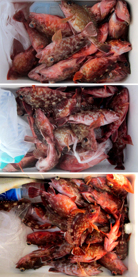 来温丸（らいおんまる） 釣果