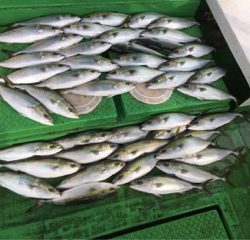 利弥丸（としやまる） 釣果