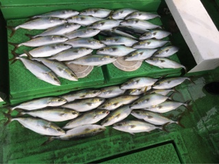 利弥丸（としやまる） 釣果