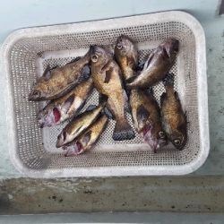 内浜丸 釣果
