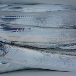 オーフリー 釣果