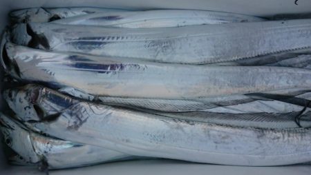 オーフリー 釣果