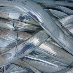 オーフリー 釣果