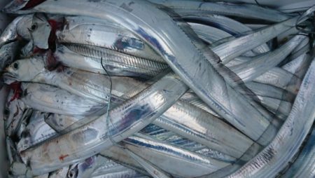 オーフリー 釣果