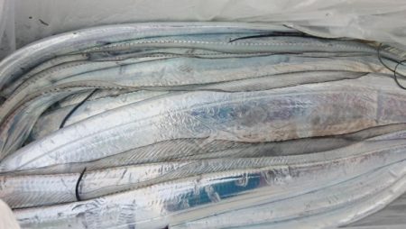 オーフリー 釣果