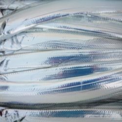 オーフリー 釣果