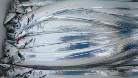 オーフリー 釣果