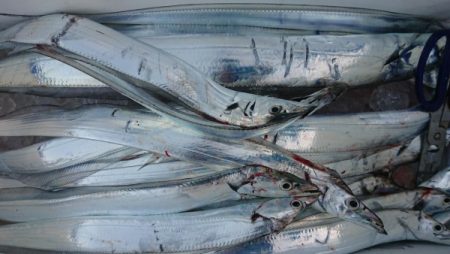 オーフリー 釣果