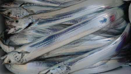 オーフリー 釣果