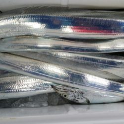 オーフリー 釣果