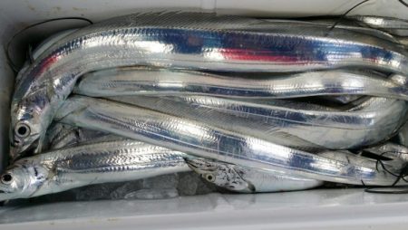 オーフリー 釣果