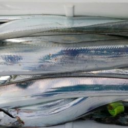 オーフリー 釣果