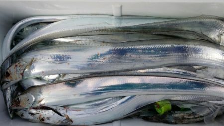 オーフリー 釣果