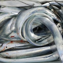 オーフリー 釣果