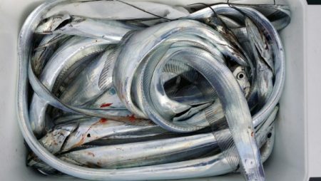 オーフリー 釣果