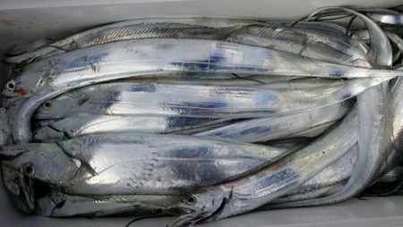 オーフリー 釣果