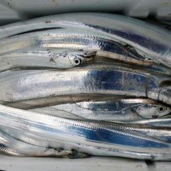 オーフリー 釣果