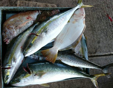 明神釣船 釣果