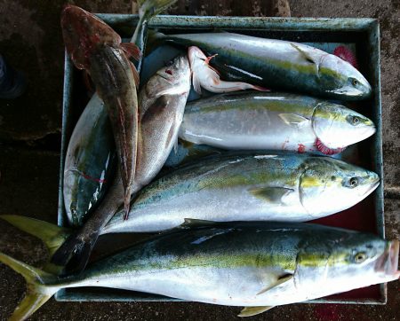 明神釣船 釣果