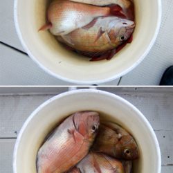 来温丸(らいおんまる) 釣果