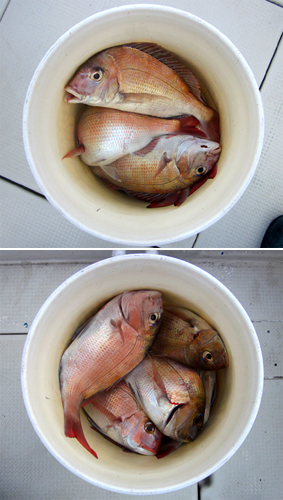 来温丸（らいおんまる） 釣果