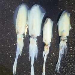 マタウマリンサービス 釣果